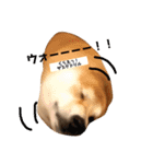 柴犬サーくんその3（個別スタンプ：16）