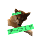 柴犬サーくんその3（個別スタンプ：17）