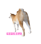 柴犬サーくんその3（個別スタンプ：18）
