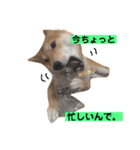 柴犬サーくんその3（個別スタンプ：19）