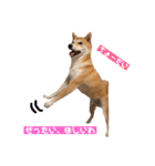 柴犬サーくんその3（個別スタンプ：20）