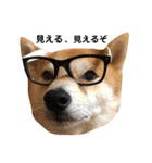 柴犬サーくんその3（個別スタンプ：21）