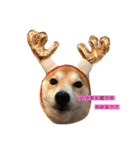 柴犬サーくんその3（個別スタンプ：22）
