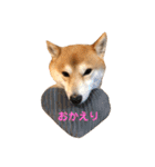 柴犬サーくんその3（個別スタンプ：23）