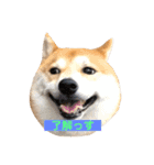 柴犬サーくんその3（個別スタンプ：24）