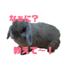 うさぎのもんちゃん＆チョッチョ 2羽の会話（個別スタンプ：1）