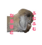 うさぎのもんちゃん＆チョッチョ 2羽の会話（個別スタンプ：2）