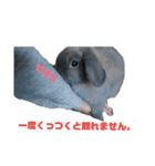 うさぎのもんちゃん＆チョッチョ 2羽の会話（個別スタンプ：3）