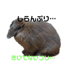 うさぎのもんちゃん＆チョッチョ 2羽の会話（個別スタンプ：5）