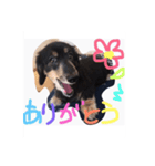 チップくん大好き（個別スタンプ：1）