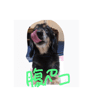 チップくん大好き（個別スタンプ：8）