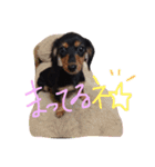 ベリーとチップの物語2（個別スタンプ：14）