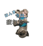 ポポちゃん大好きだよ☺︎（個別スタンプ：2）