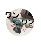 ポポちゃん大好きだよ☺︎（個別スタンプ：11）