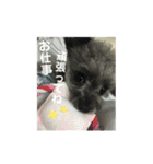 ポポちゃん大好きだよ☺︎（個別スタンプ：12）