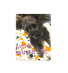 ポポちゃん大好きだよ☺︎（個別スタンプ：15）