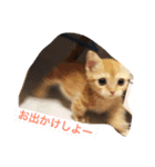 とるてさんスタンプ（個別スタンプ：3）