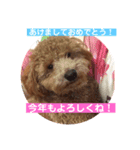 トイプー   アポロⅣ（個別スタンプ：1）