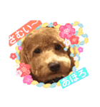 トイプー   アポロⅣ（個別スタンプ：3）