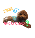 トイプー   アポロⅣ（個別スタンプ：4）