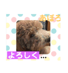 トイプー   アポロⅣ（個別スタンプ：10）