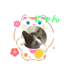 トイプー   アポロⅣ（個別スタンプ：11）