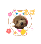 トイプー   アポロⅣ（個別スタンプ：12）