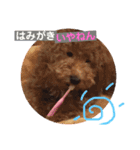 トイプー   アポロⅣ（個別スタンプ：15）