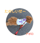 トイプー   アポロⅣ（個別スタンプ：16）