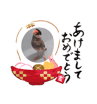 文鳥年賀（個別スタンプ：4）