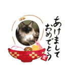 ニャンコたちの新年挨拶（個別スタンプ：1）