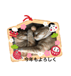 ニャンコたちの新年挨拶（個別スタンプ：4）