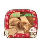 ニャンコたちの新年挨拶（個別スタンプ：9）