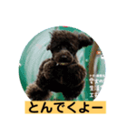 清水弁のクマトラ（個別スタンプ：7）