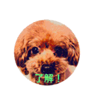 はな(トイプードル)（個別スタンプ：1）