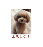 はな(トイプードル)（個別スタンプ：3）