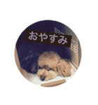 はな(トイプードル)（個別スタンプ：7）
