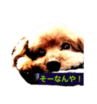 はな(トイプードル)（個別スタンプ：9）