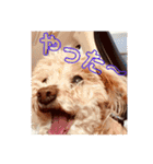 はな(トイプードル)（個別スタンプ：10）