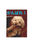 はな(トイプードル)（個別スタンプ：11）