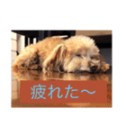 はな(トイプードル)（個別スタンプ：12）