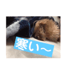 はな(トイプードル)（個別スタンプ：14）