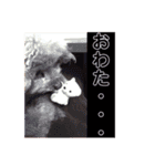 はな(トイプードル)（個別スタンプ：15）