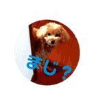はな(トイプードル)（個別スタンプ：17）