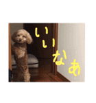 はな(トイプードル)（個別スタンプ：18）