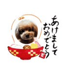 はな(トイプードル)（個別スタンプ：23）