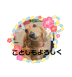 ワンにゃん迎春（個別スタンプ：4）