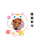 ワンにゃん迎春（個別スタンプ：6）