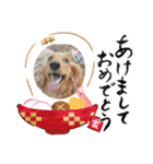 ワンにゃん迎春（個別スタンプ：8）