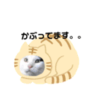 ワンにゃん迎春（個別スタンプ：16）